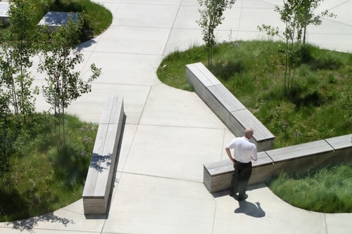 Extraordinary tree protection and landscape restoration plans were implemented to preserve a culturally significant Council Oak tree.