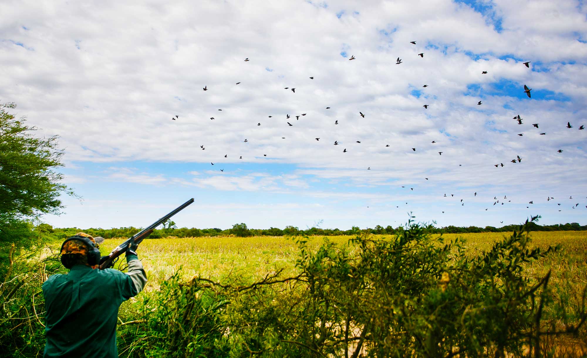Hunter shooting as a large flock of doves crosses a sunflower field in Córdoba