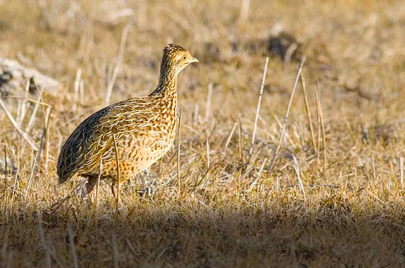 Perdiz (tinamou) in the Argentine grasslands