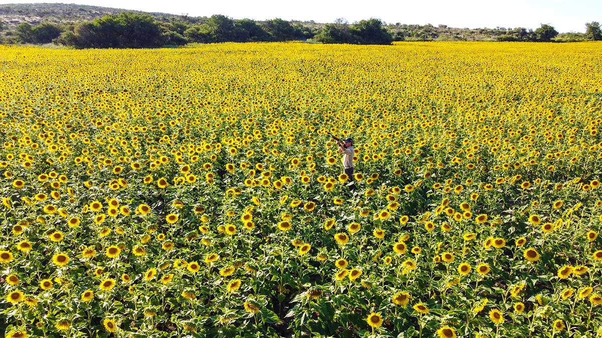 Sunflower field Sierra Brava