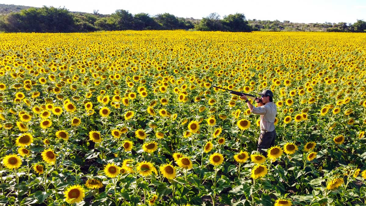Hunter shooting doves in a sunflower field in Córdoba