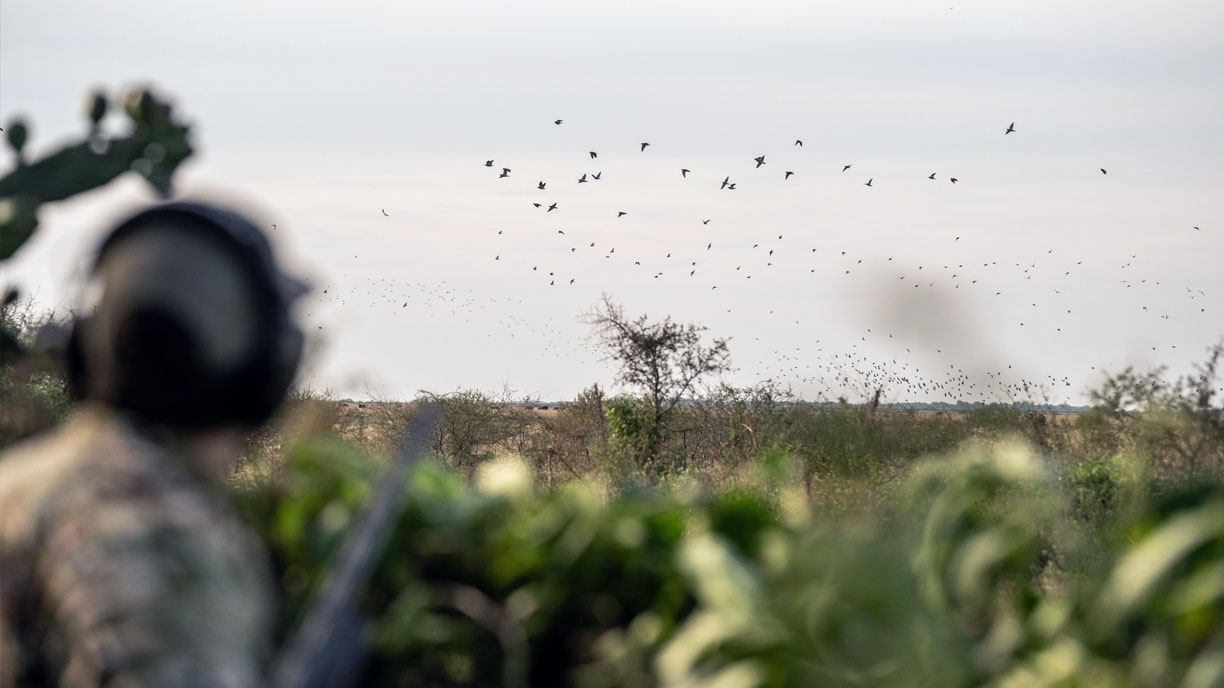 Dove Hunting Argentina