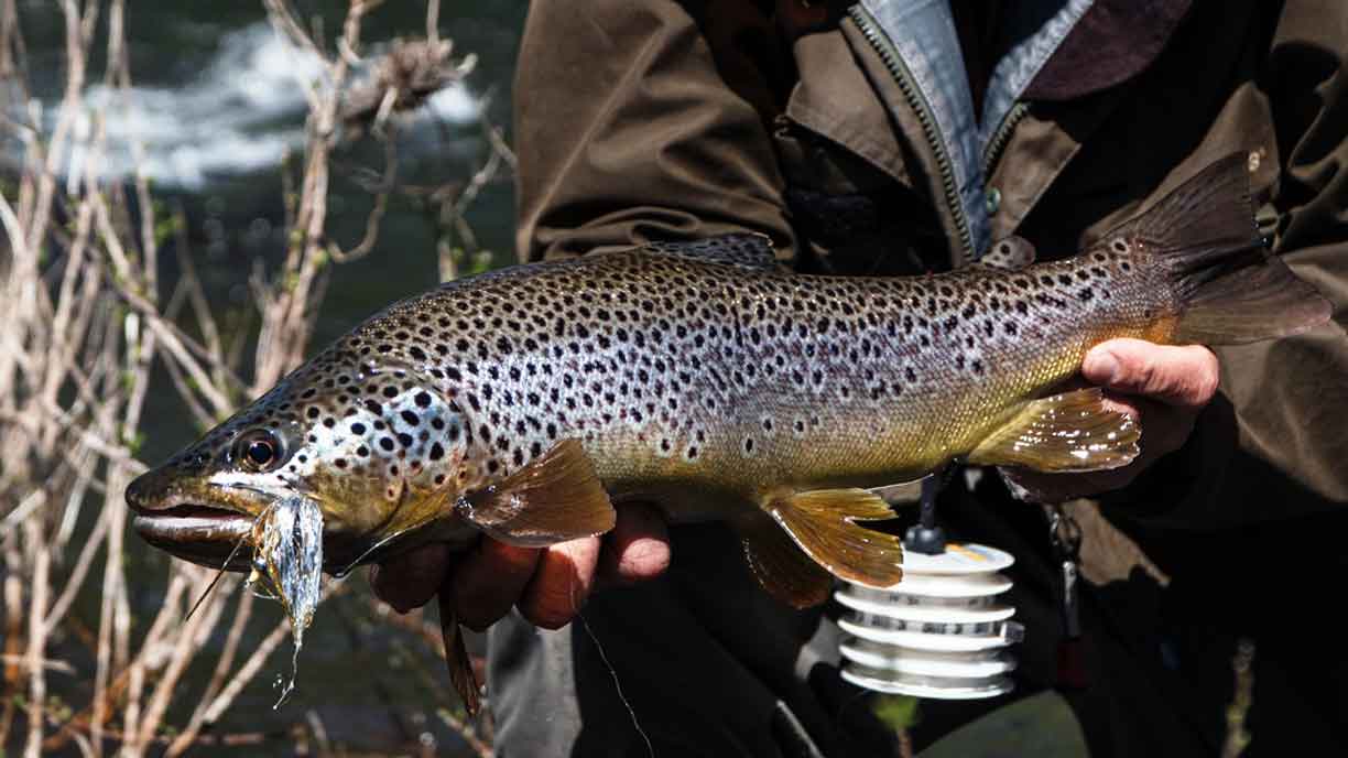 Fishing lodge brown trout