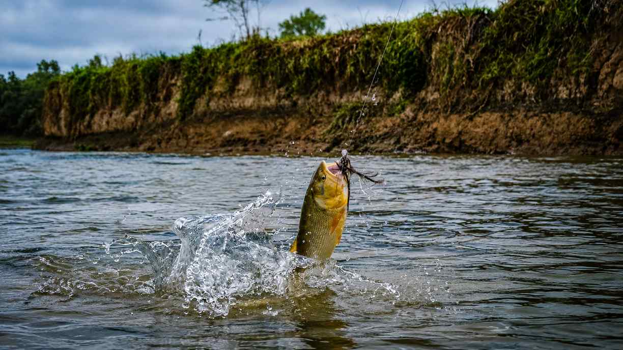 Golden dorado striking a fly