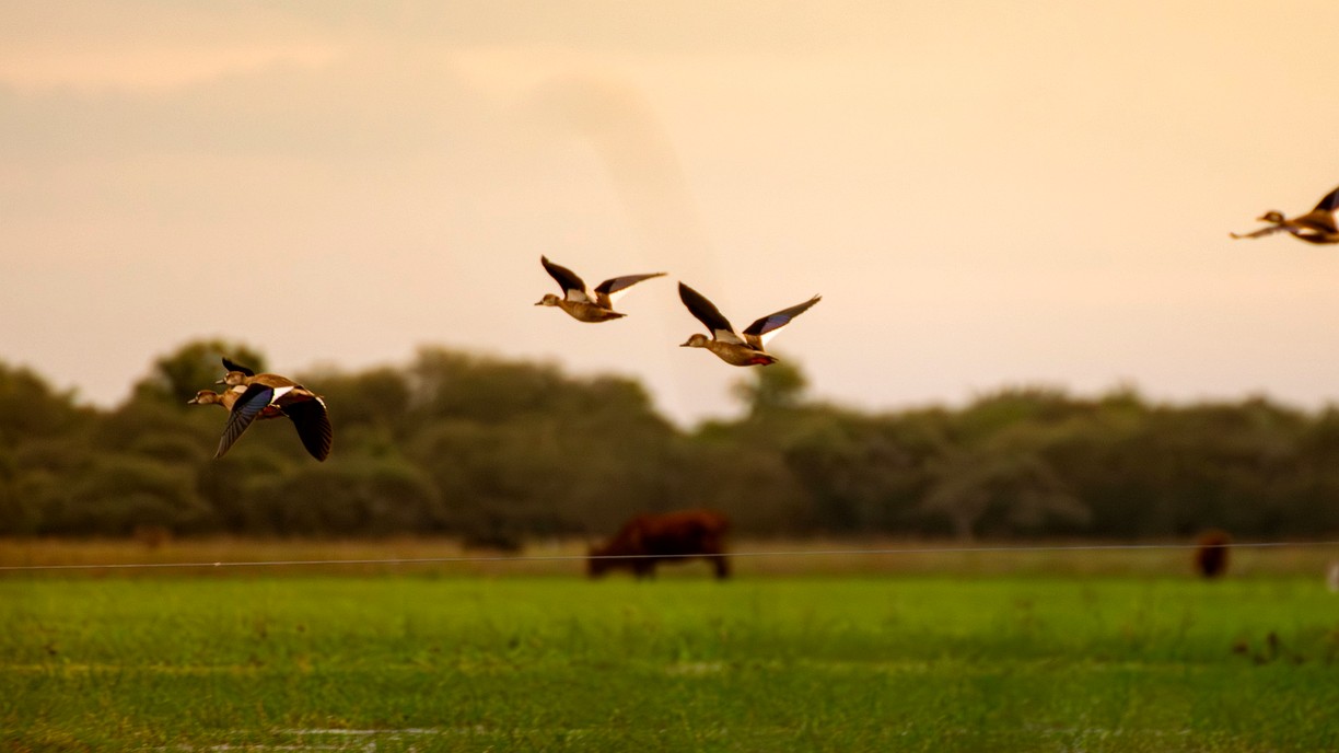 Waterfowl in flight over the marsh