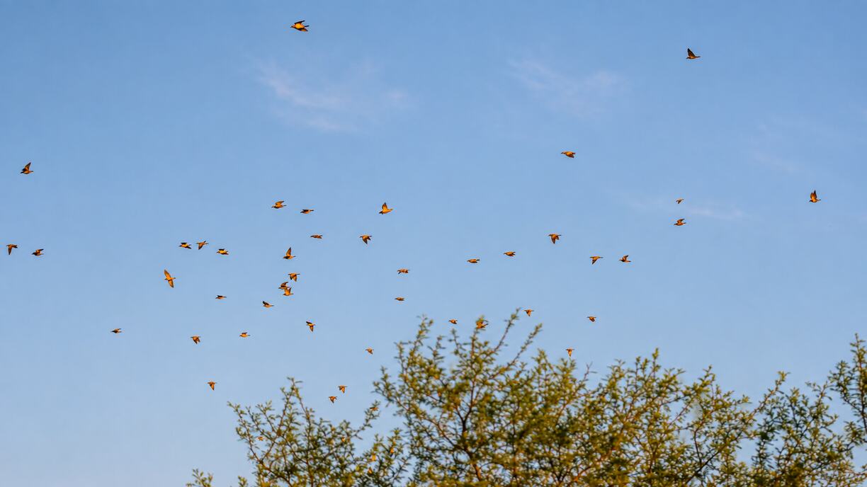 Aves volando sobre las copas de los árboles