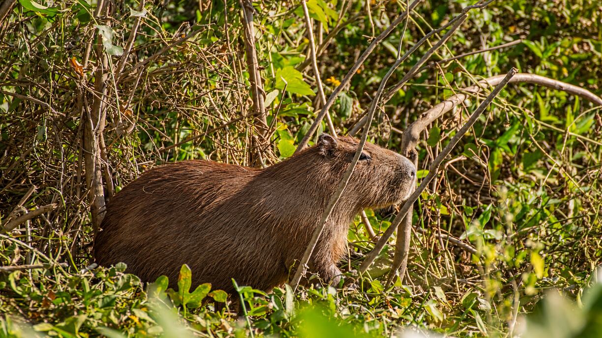 Carpincho entre ramas a la orilla del Paraná