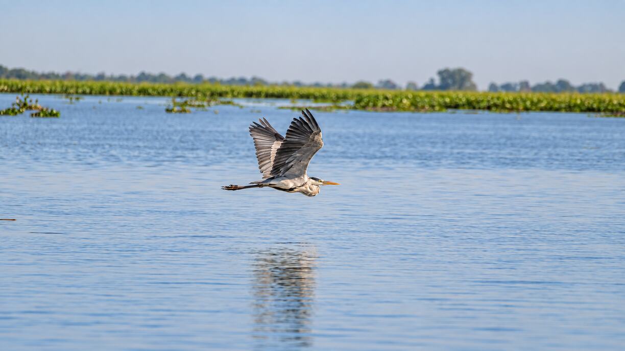 Garza gris volando bajo sobre el humedal