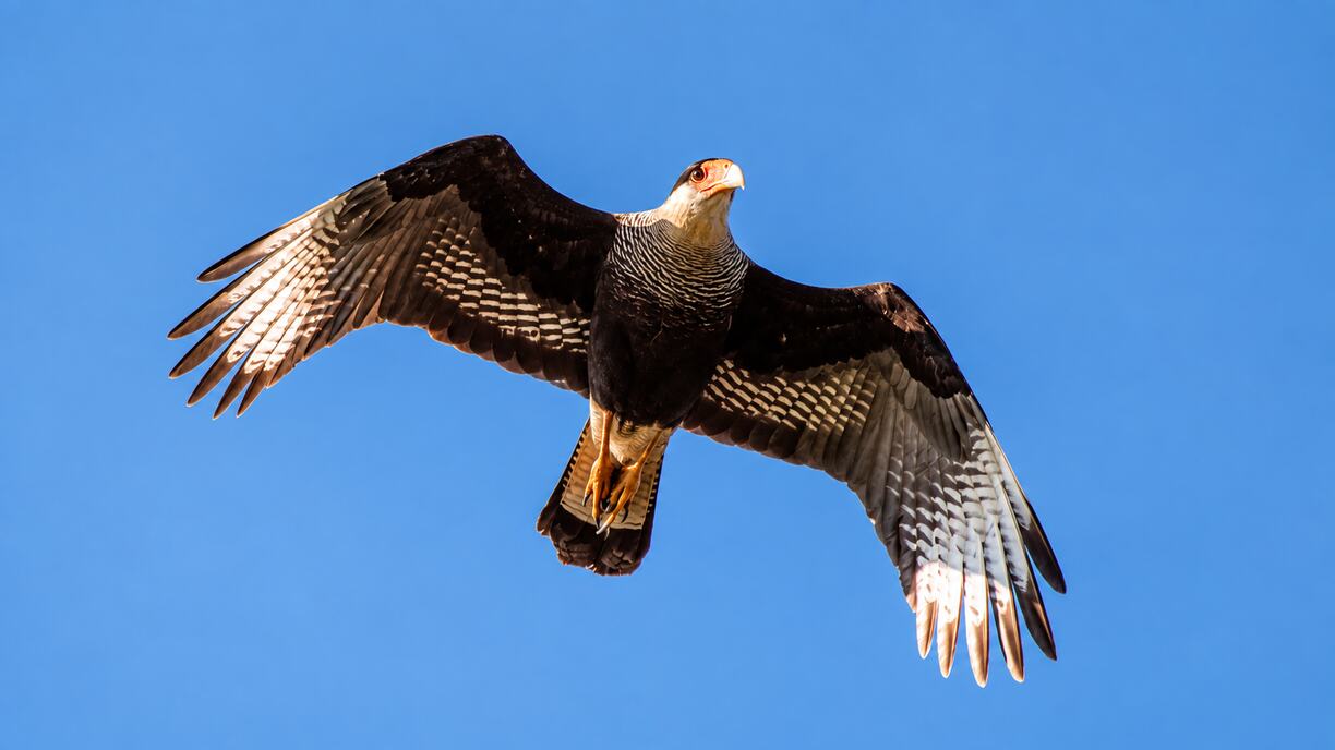 Carancho volando contra el cielo azul