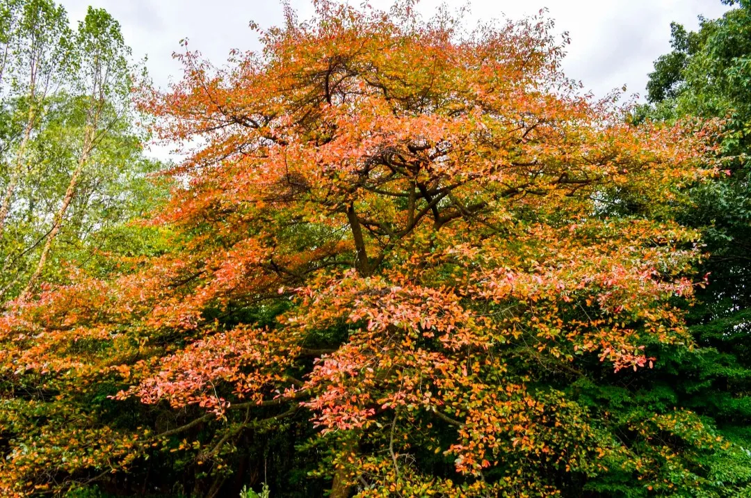 Multi-colored leaves on a fall tree at Wave Hill.