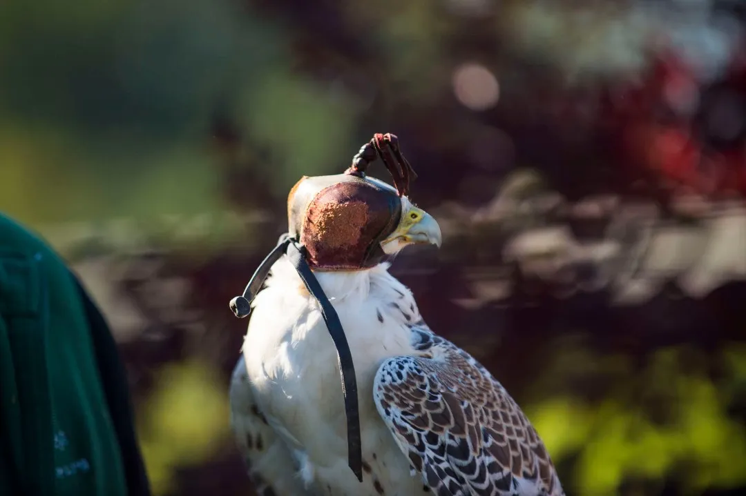 Falcon with a cover on its face.