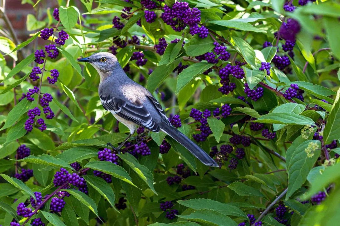 A photo of a blue bird among green leaves and purple flowers