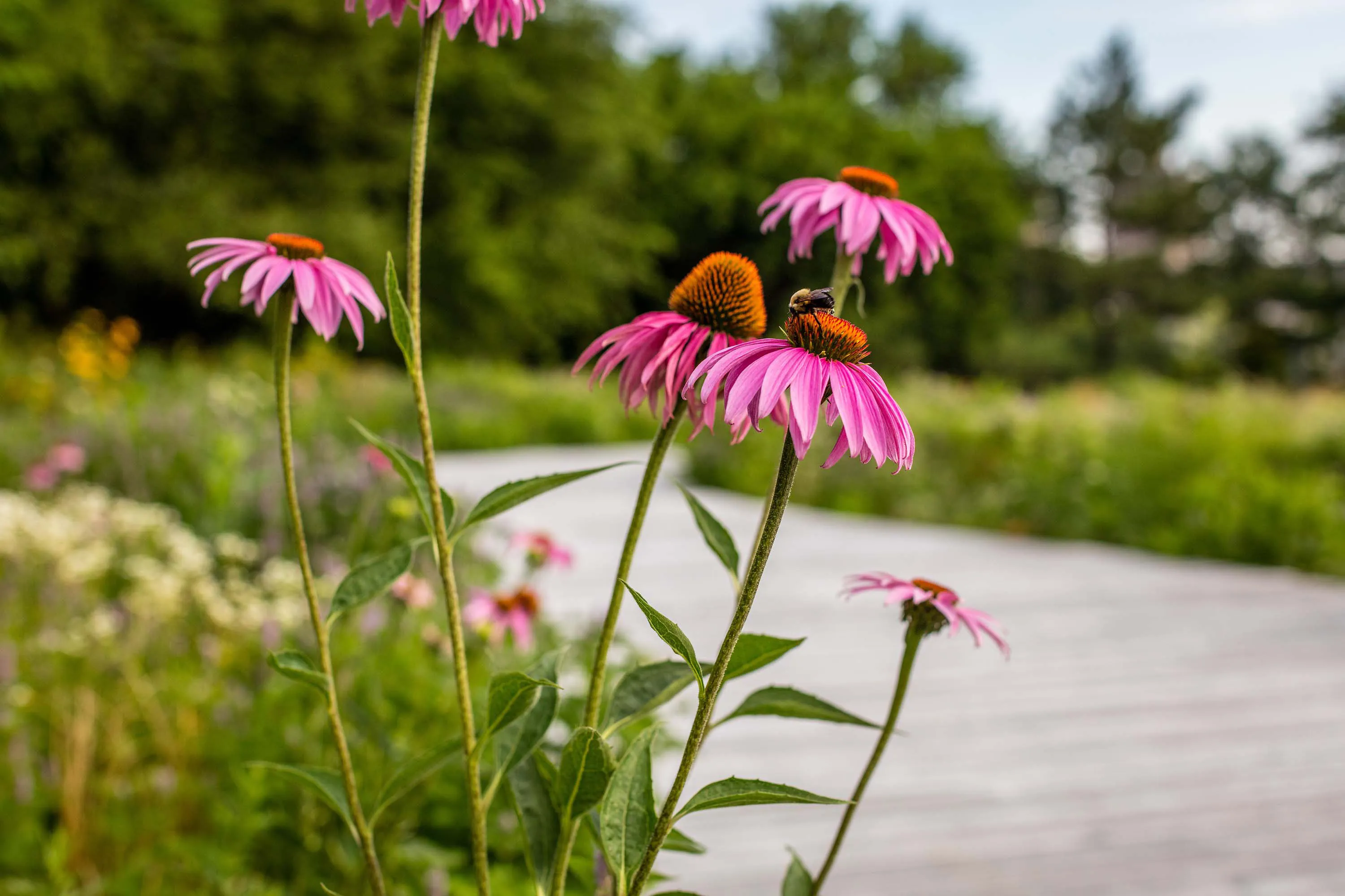 Close up of a blossomed purple coneflower with a bee on the flower.
