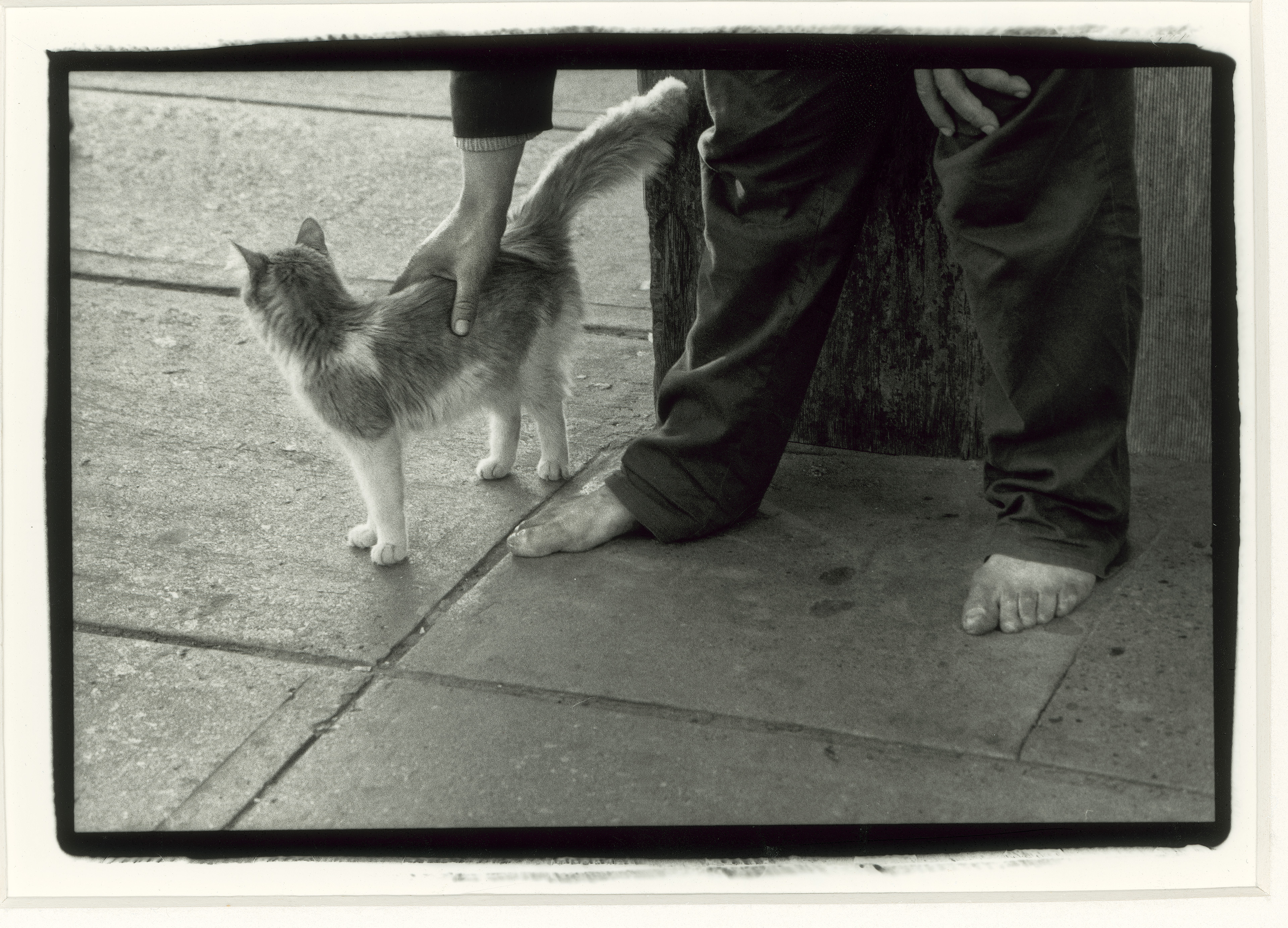 Die Katze und der Penner