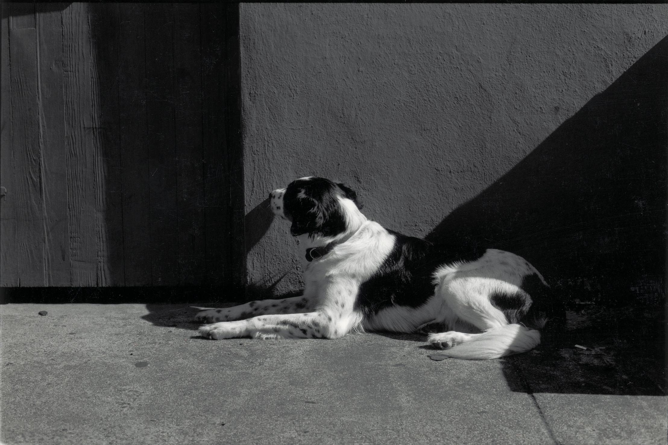 Hund im Halbschatten