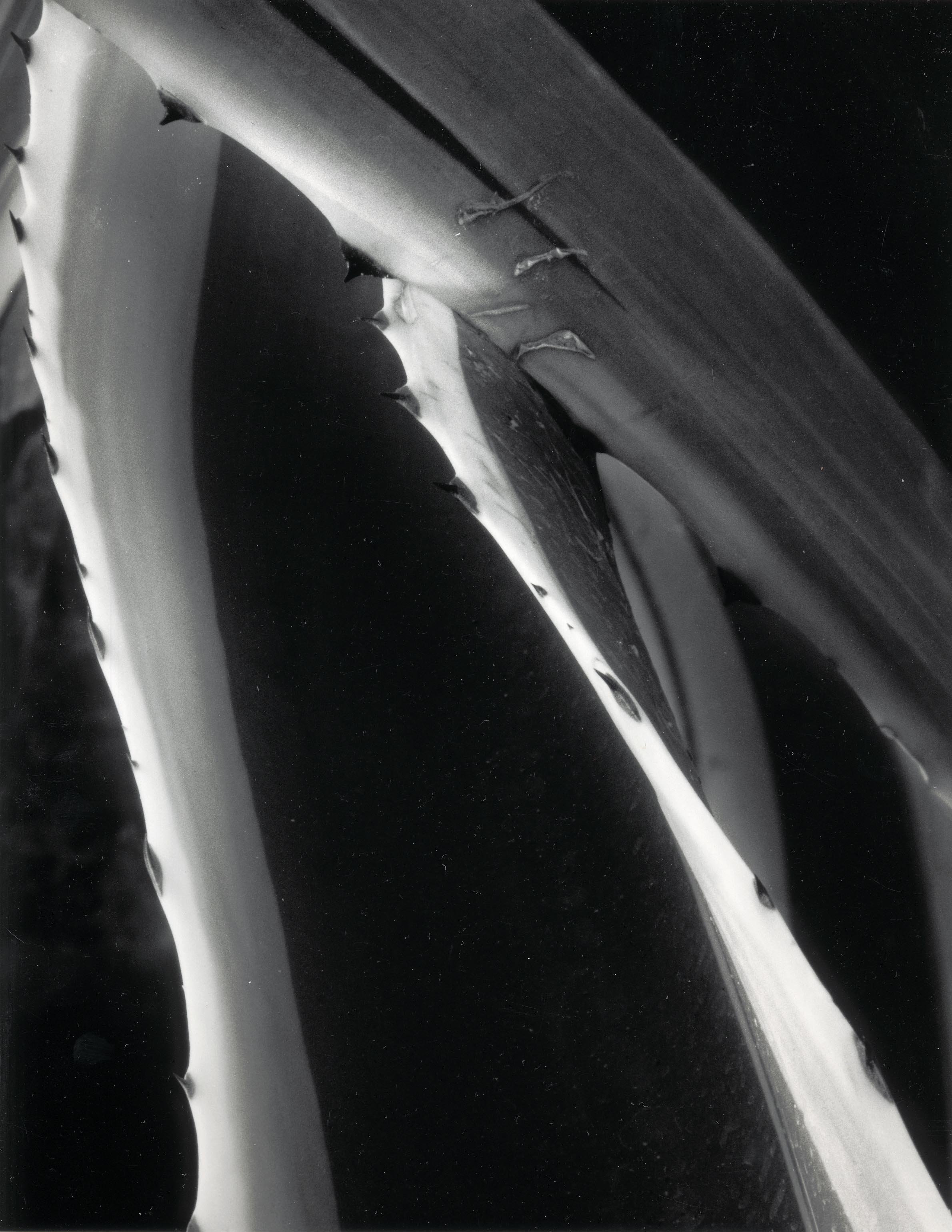 Agavendetail