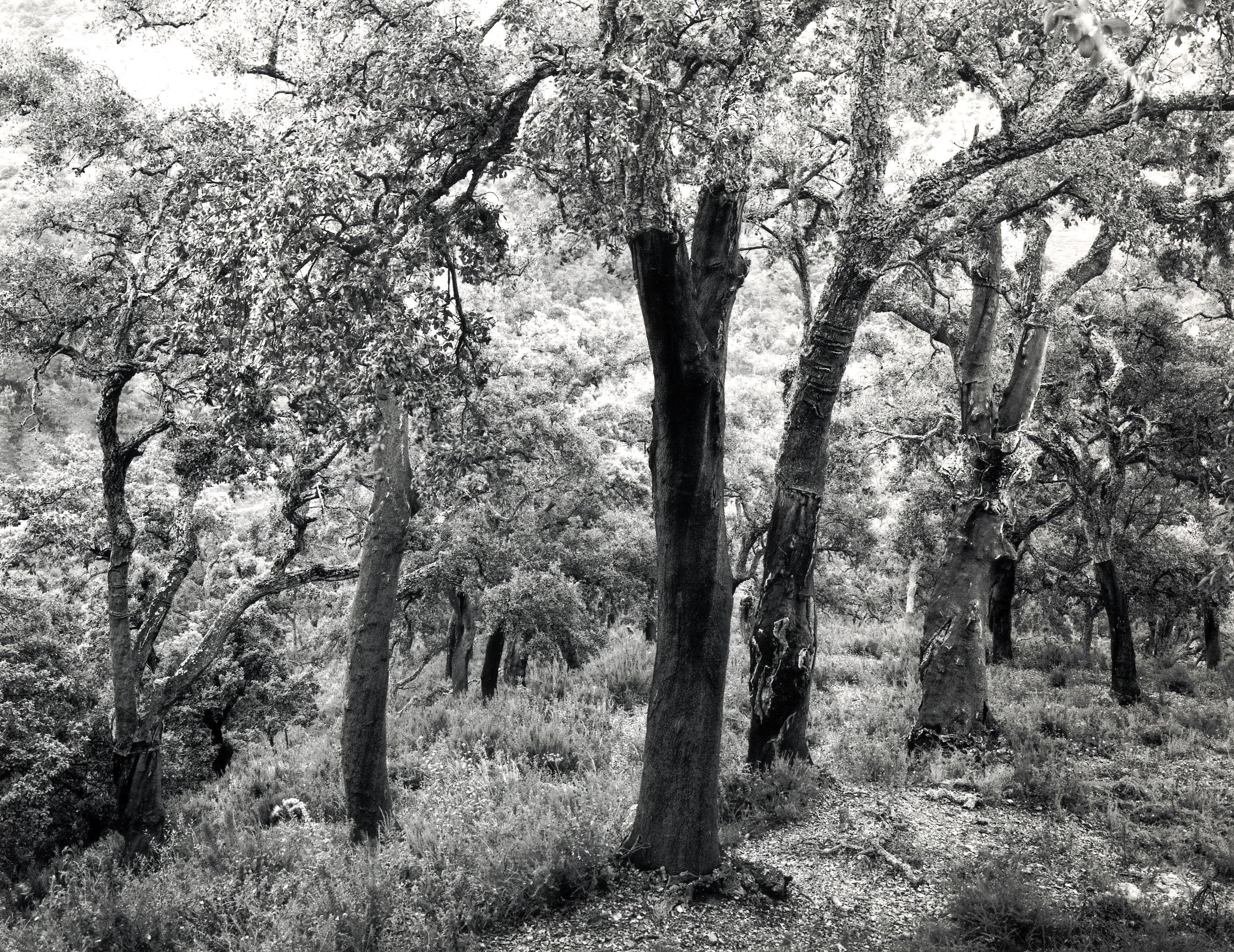 Korkeichenwald