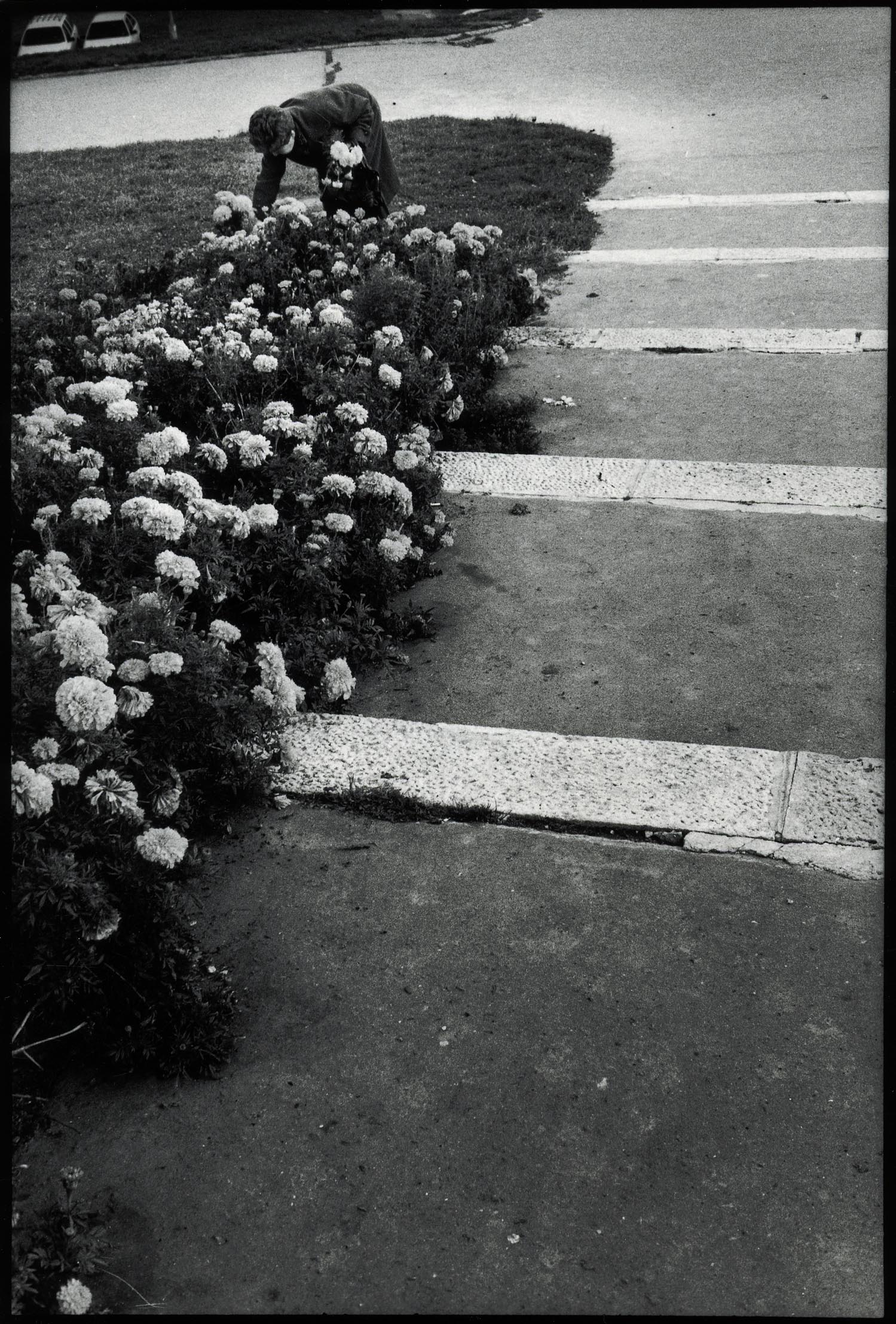 Blumenpflücken Budapest