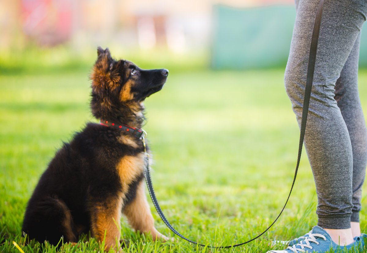 Dog and owner learning canine training terms