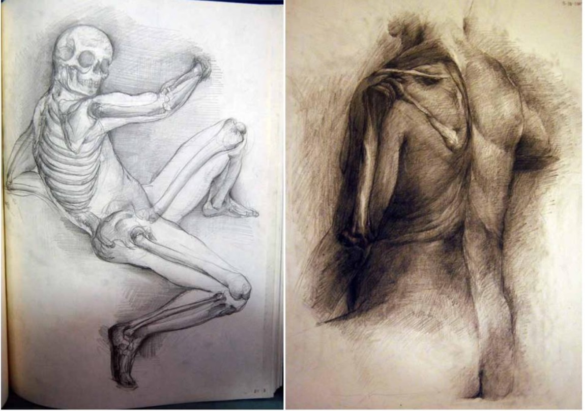Fine Arts anatomy studies