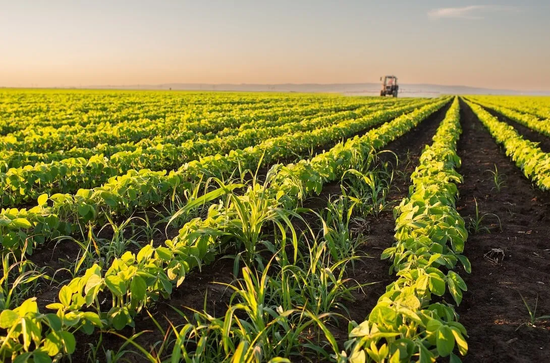 Agribusiness — SAP supply chain success story with Reveal
