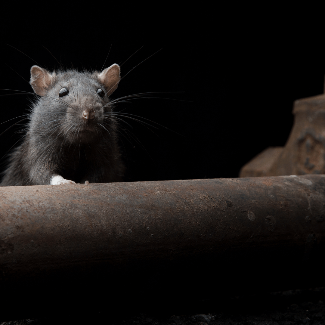 Rat & Rodent Control in Las Vegas