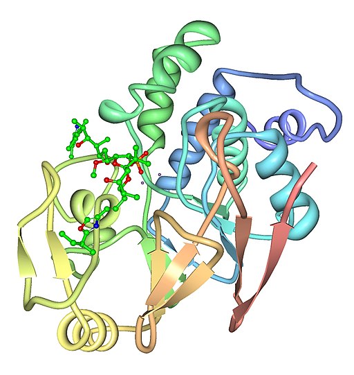 PPP1C Gamma Isoform