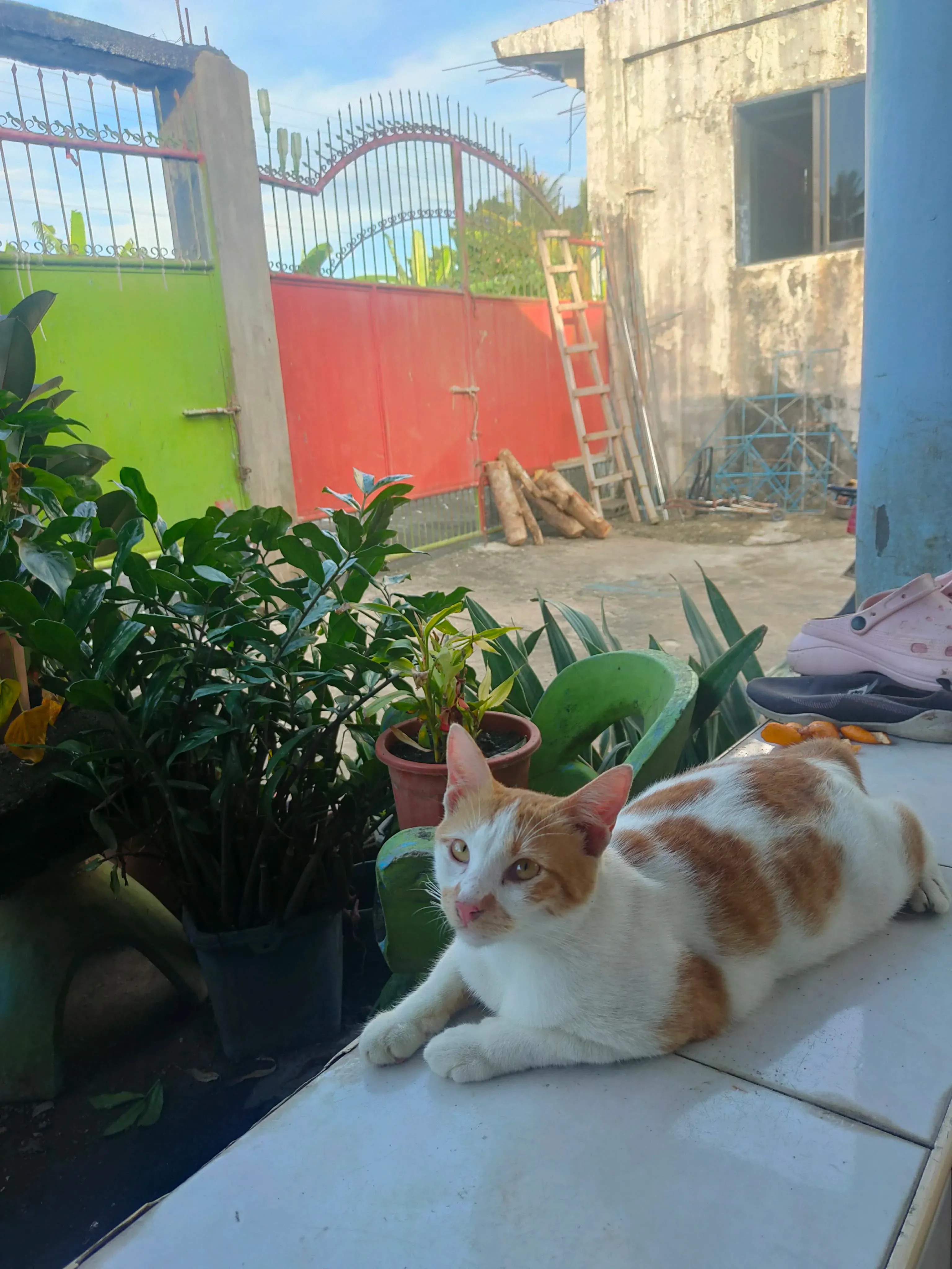 Asteriod Destroyer - Pet Photo