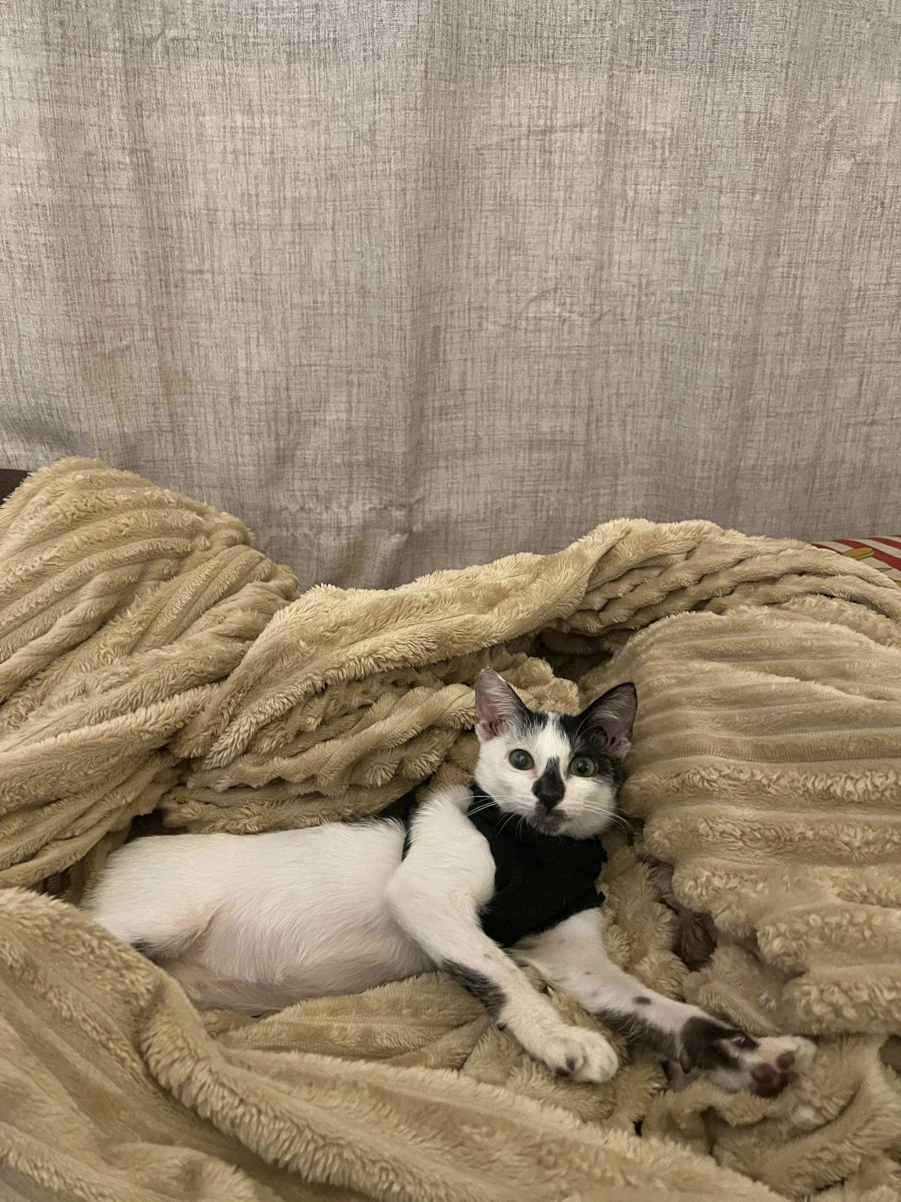 Oreo - Pet Photo