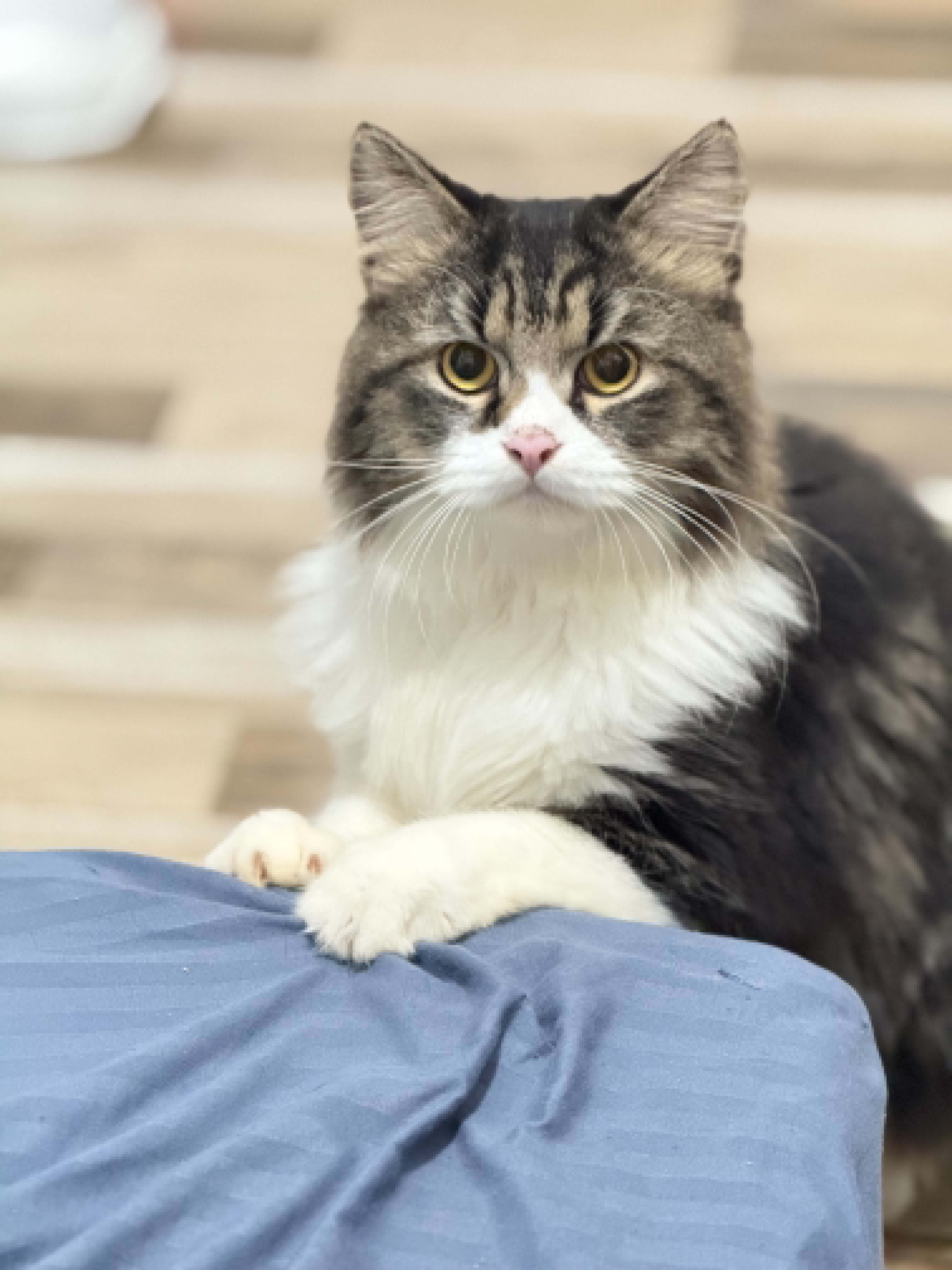 Hiro - Pet Photo