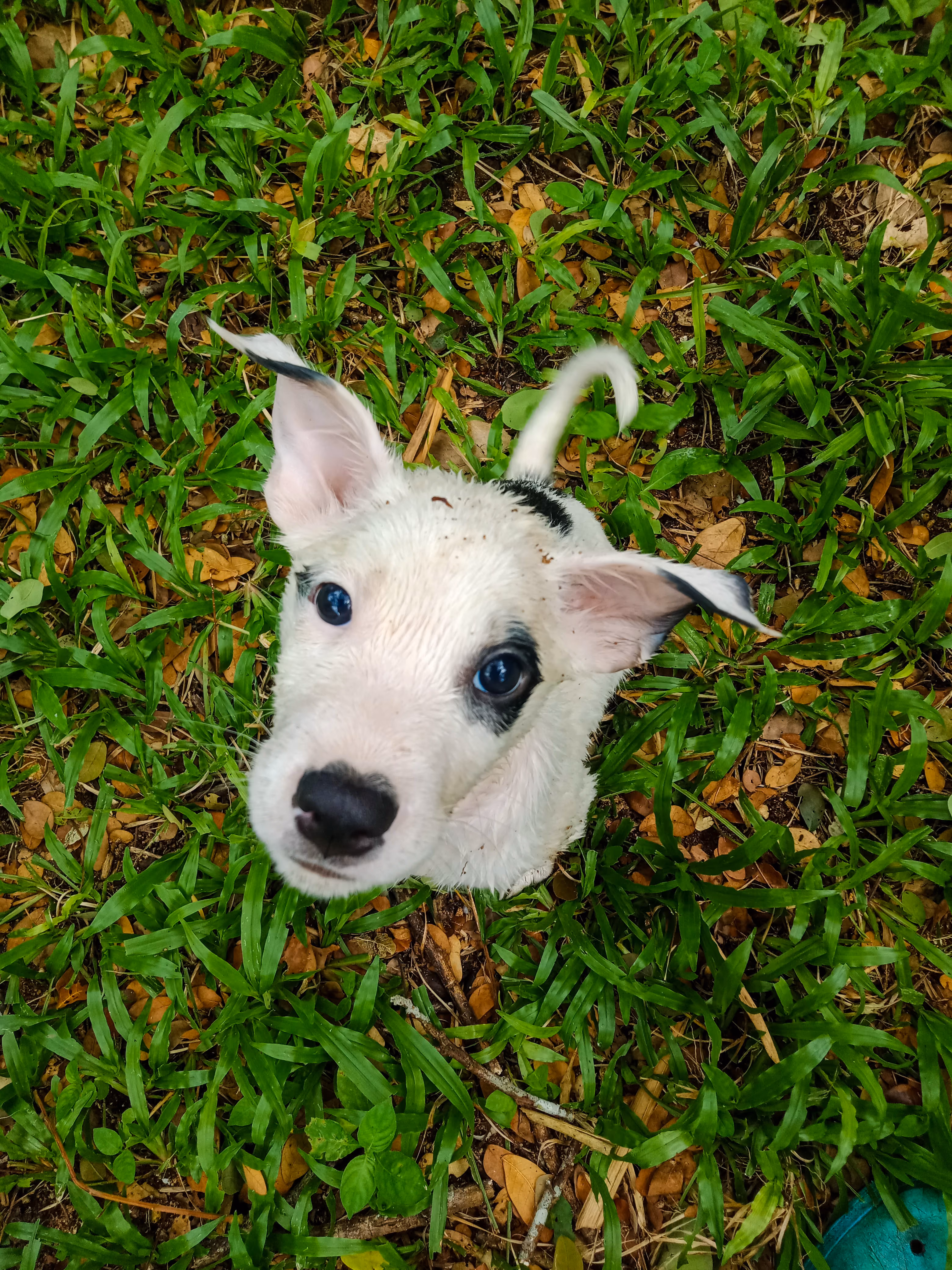  Black Eye - Pet Photo