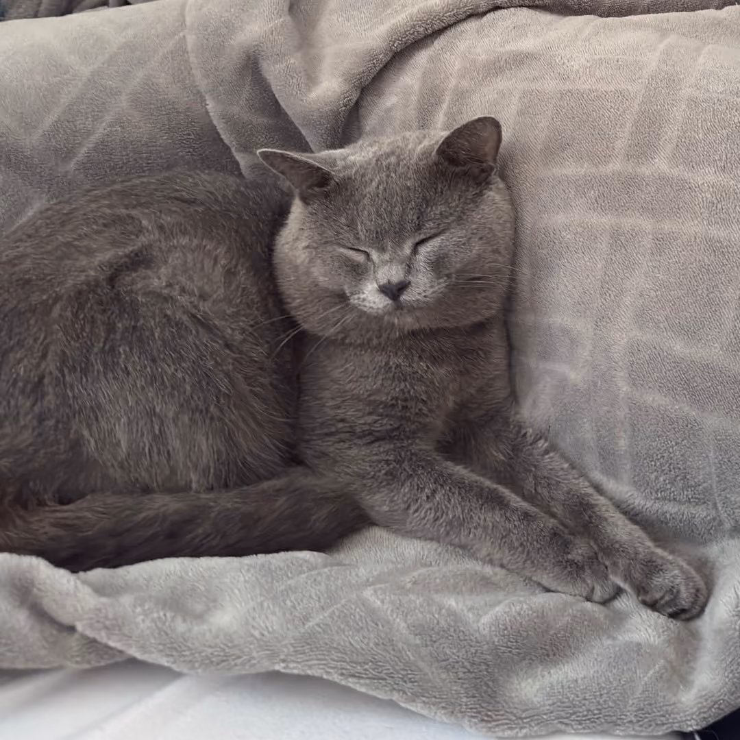 Marcia- Pet Photo