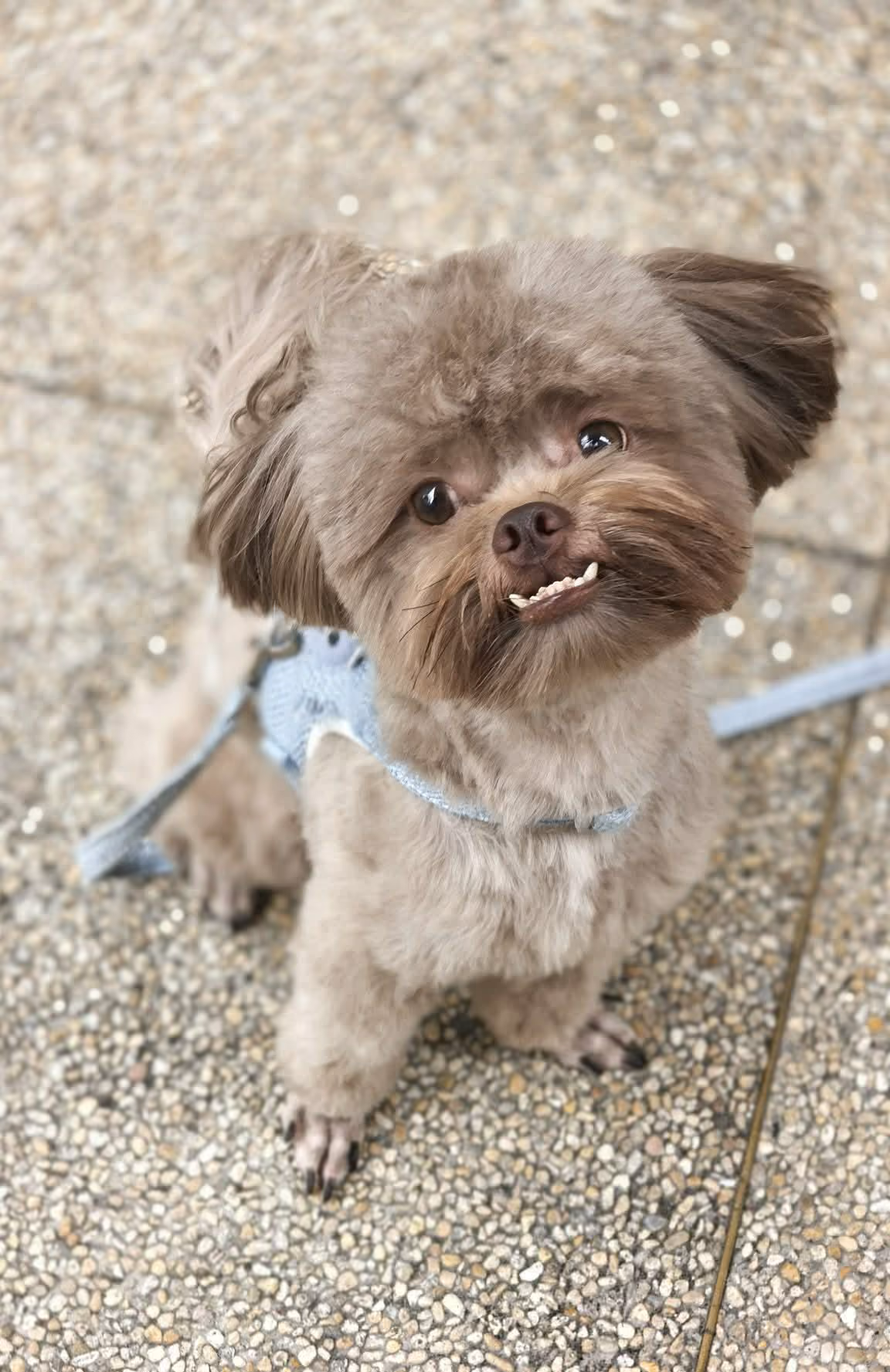 Meiji - Pet Photo