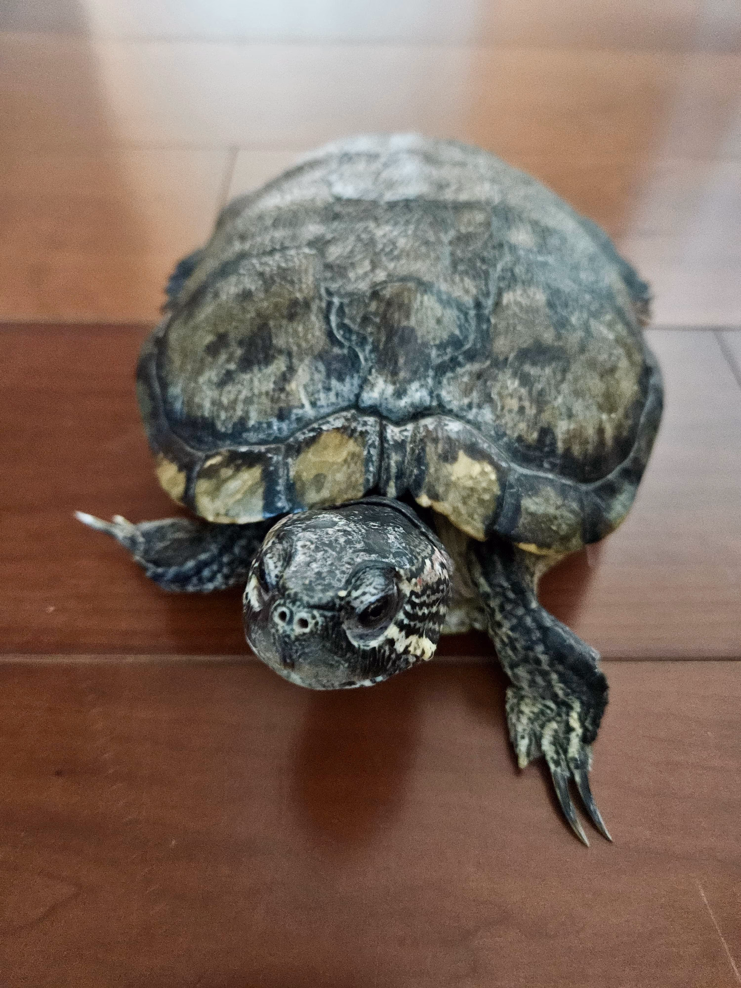 Mungaloo - Pet Photo