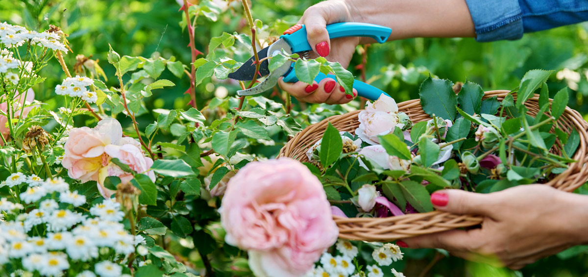 Calendrier jardinage de juillet - arrosage automatique