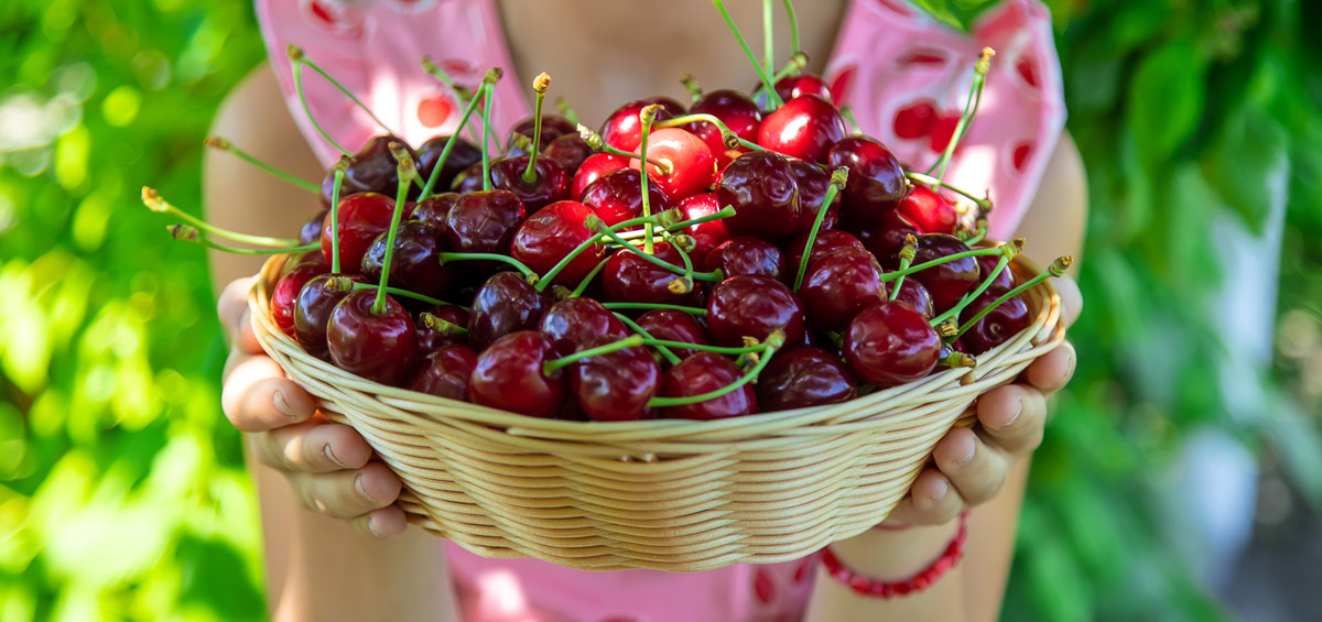 Cerises mûres du jardin