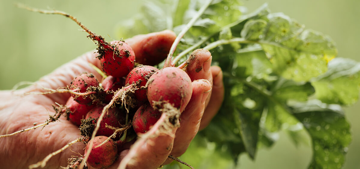 Calendrier de jardinage de novembre : patates
