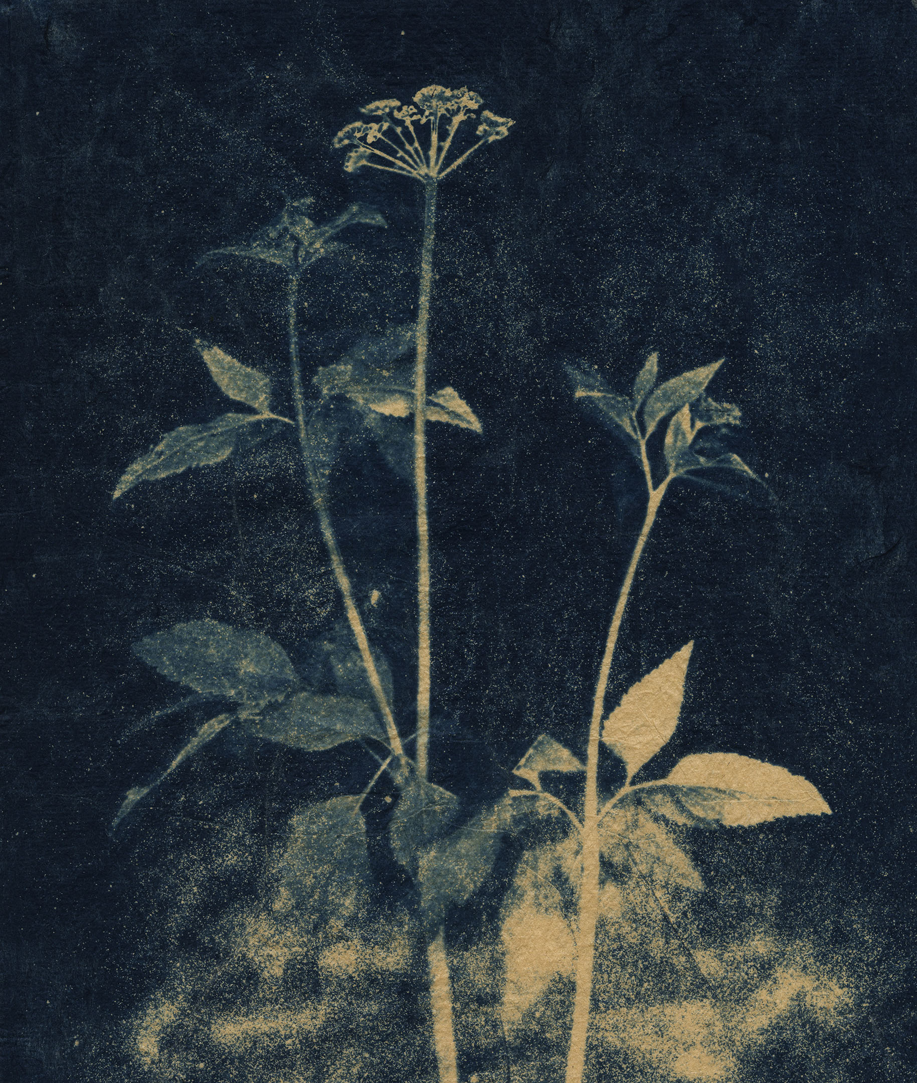 Photograph from the portfolio of Sally Ayre