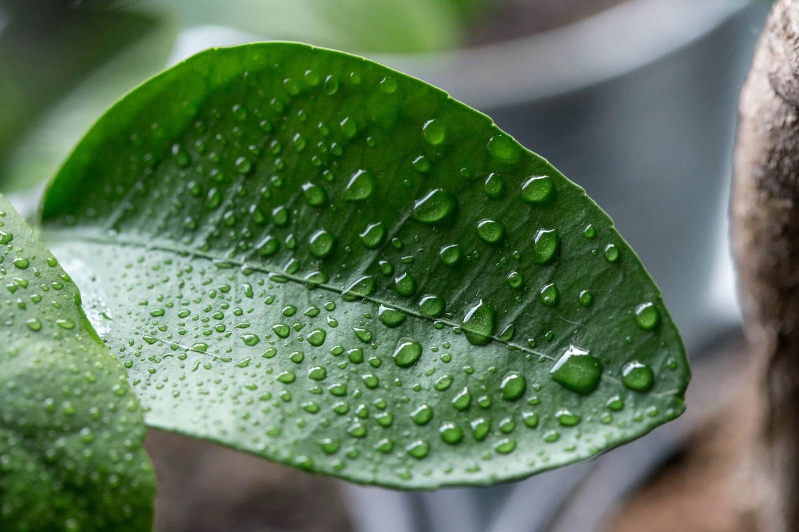  Close-up of water droplets on a leaf. Image provided by Milada Vigerova on Unsplash. 