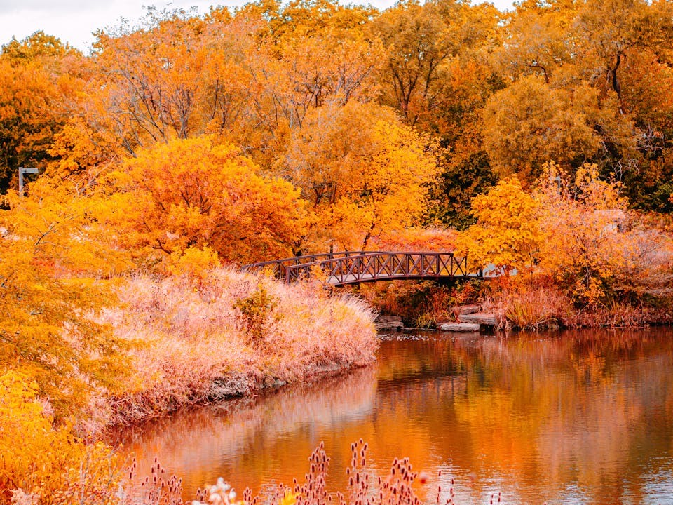 Wooden bridge over a river surrounded by autumn trees.