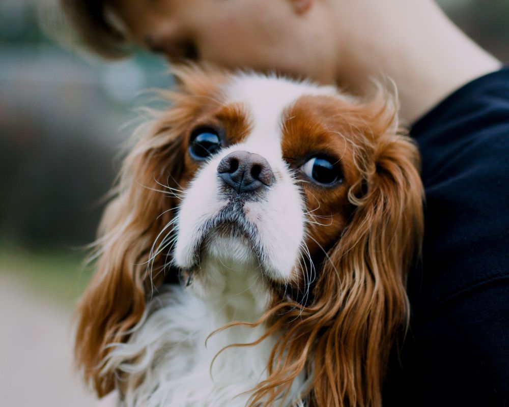 Pictured: A close-up photo of a Cavalier King Charles Spaniel with white and chestnut fur being held by a person outdoors.