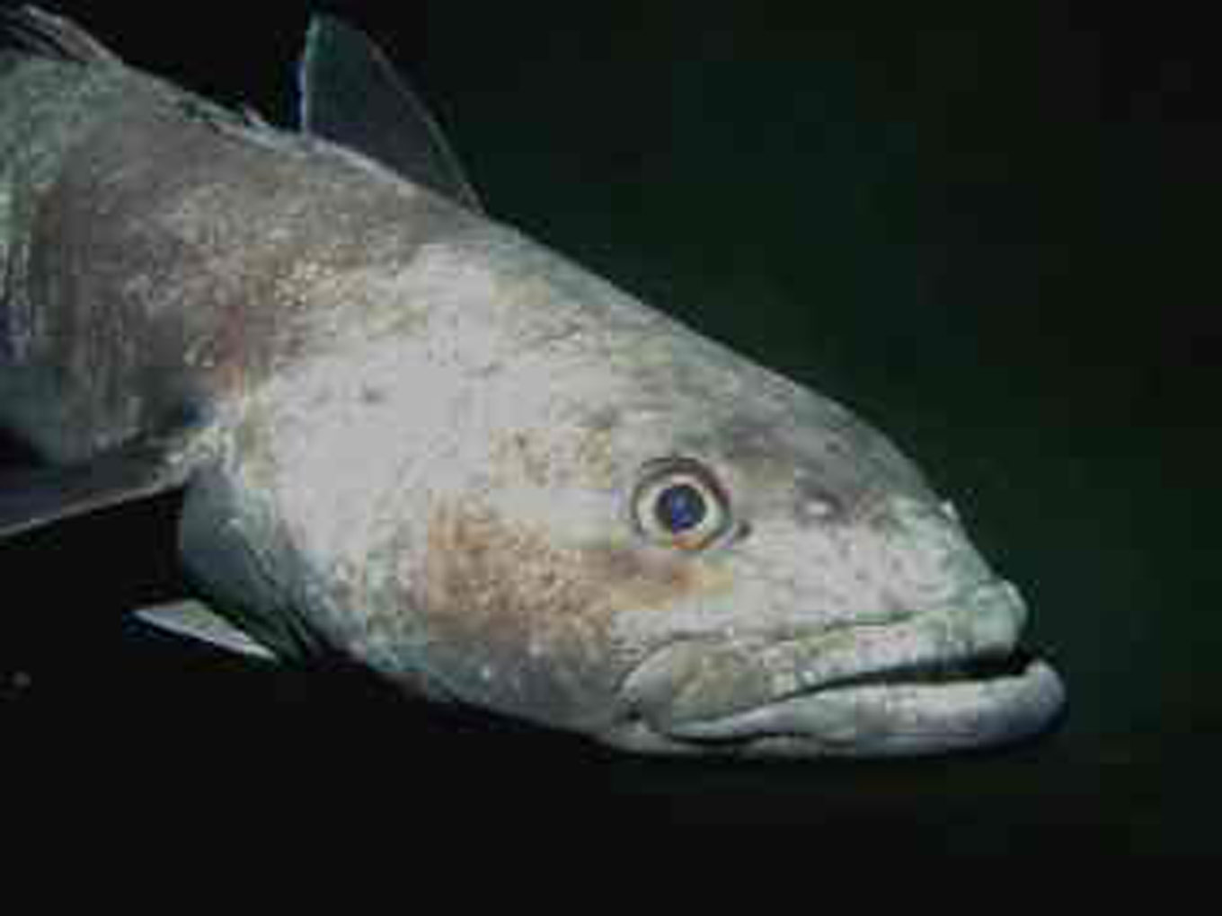 Photo of an Antarctic toothfish