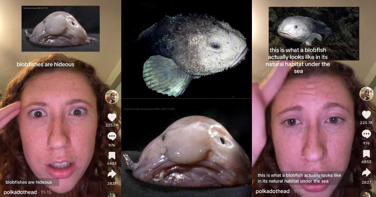 Psychrolutes Marcidus or Blobfish 