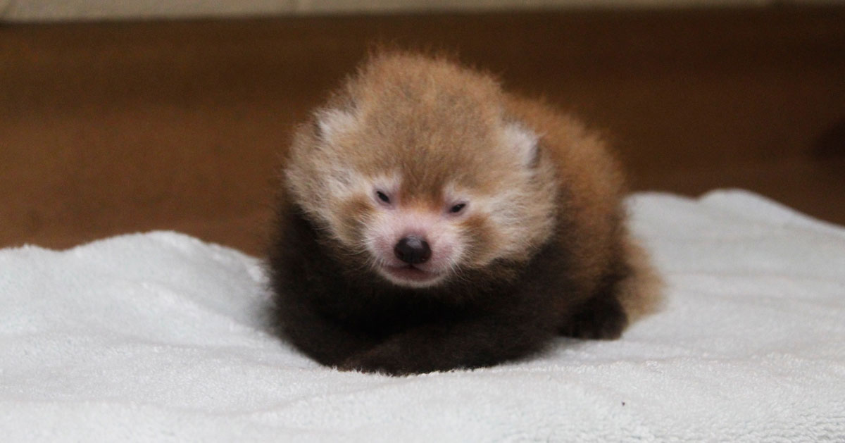 Cute Baby Red Panda Bears