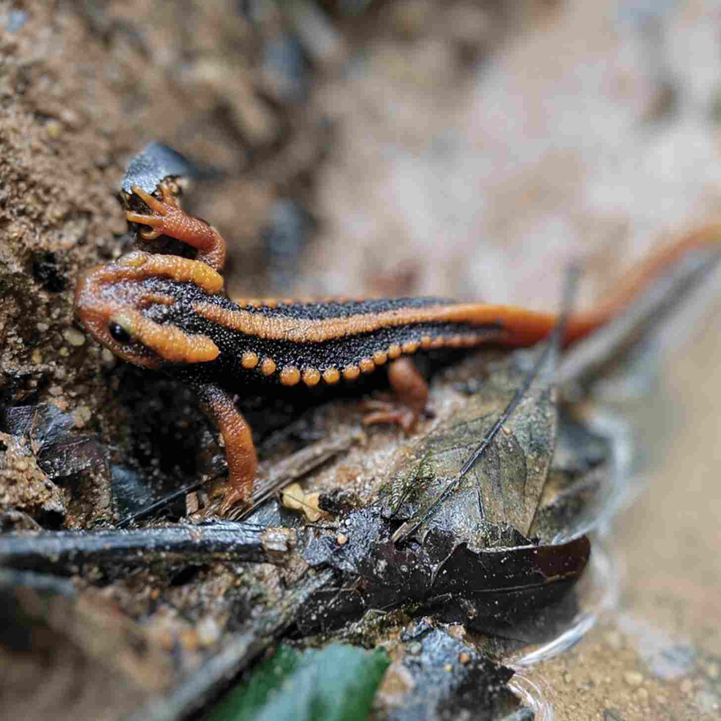 An orange and black salamader
