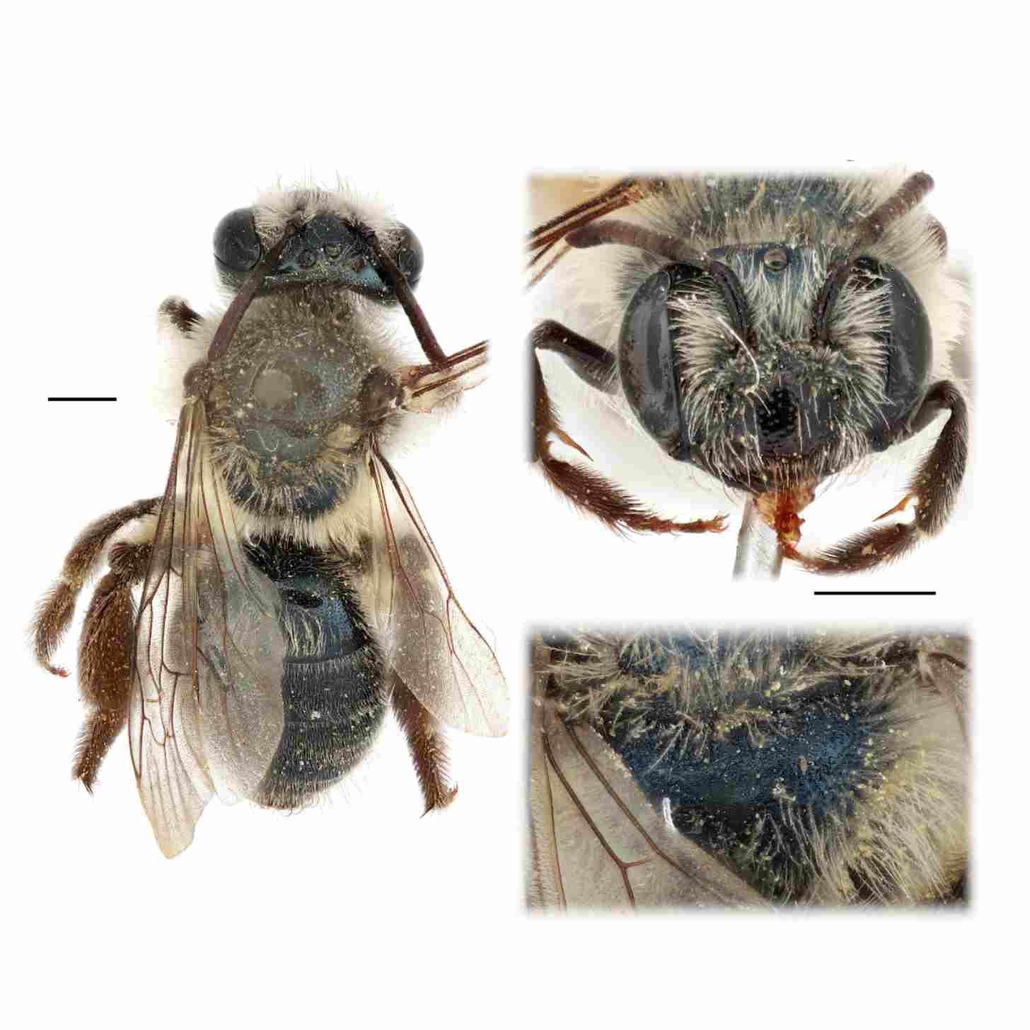 Three close-up photos of a mining bee