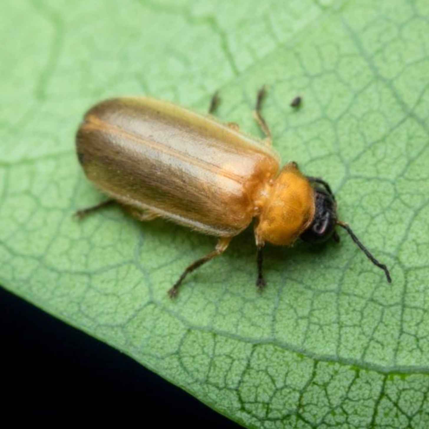 BLUAZ COM Positive News Firefly Species Discovered After 90 year BLUAZ COM Positive News Firefly Species Discovered After 90 year