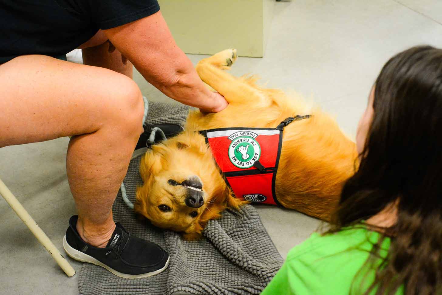 A golden retriever lays belly-up on the floor while being pet. It wears a red therapy dog vest with the phrase "Ask to pet me, I'm friendly" stitched atop it