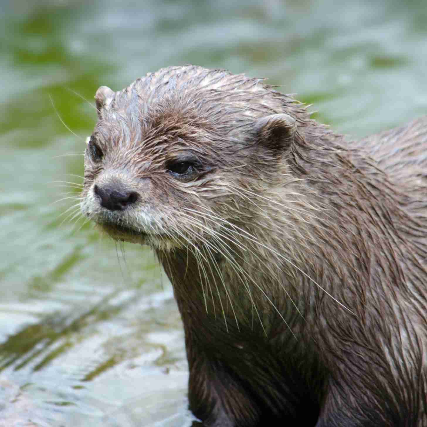 A Eurasian otter peaks its head out from a body of water, its fur wet.