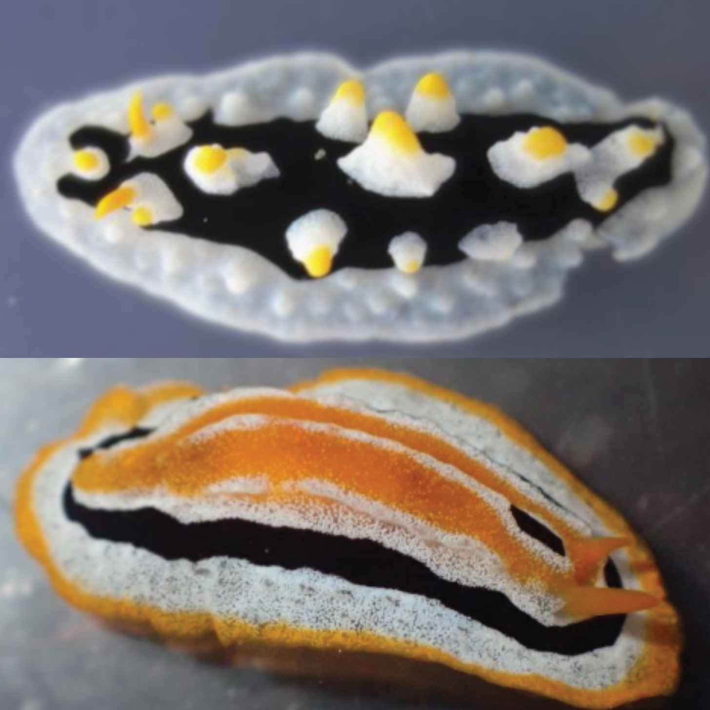 Two sea slugs, both distinct in color. One is black with white and yellow ridges. The other is patterned orange, black, and white.